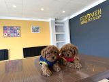 Renk Renk Orji̇nal Toy Poodle Yavrularimiz Güncel Ankara
