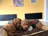 Renk Renk Orji̇nal Toy Poodle Yavrularimiz Güncel Ankara
