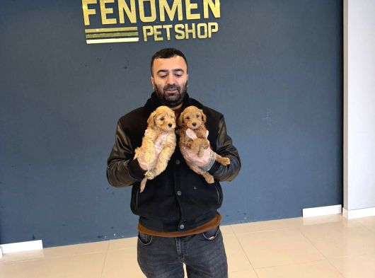 Renk Renk Orji̇nal Toy Poodle Yavrularimiz Güncel Ankara görsel