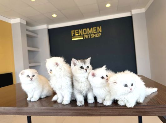 Kedi̇ci̇den Renk Renk British Shorthair Yavrulari Ankara görsel