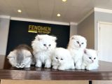 Kedi̇ci̇den Renk Renk British Shorthair Yavrulari Ankara