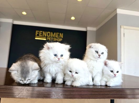 Kedi̇ci̇den Renk Renk British Shorthair Yavrulari Ankara görsel