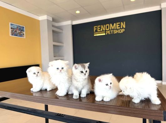 Kedi̇ci̇den Renk Renk British Shorthair Yavrulari Ankara görsel