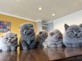 TOP KAFA SCOTTISH FOLD YAVRULARI FENOMEN PET SHOP ANKARA