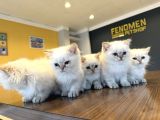 KEDİCİDEN RENK RENK BRITISH SHORTHAIR YAVRULARI ANKARA