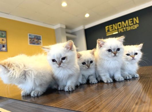 Kedi̇ci̇den Renk Renk British Shorthair Yavrulari Ankara