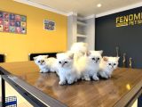 Kedi̇ci̇den Renk Renk British Shorthair Yavrulari Ankara