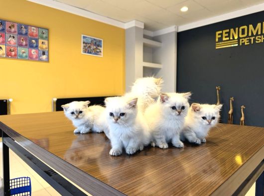 Kedi̇ci̇den Renk Renk British Shorthair Yavrulari Ankara görsel