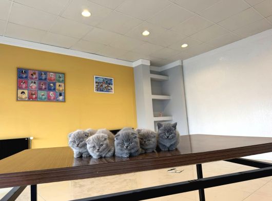 Top Kafa Scottish Fold Yavrulari Fenomen Pet Shop Ankara görsel