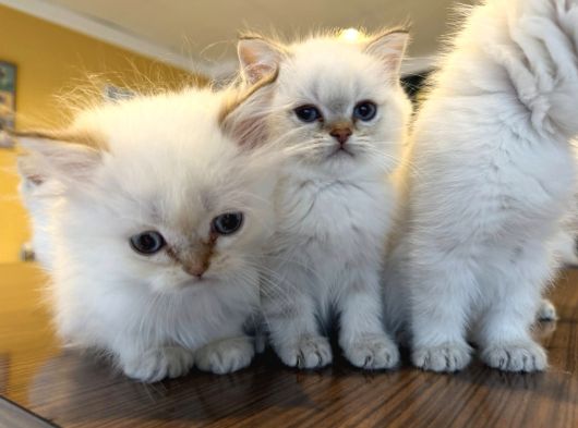 Kedi̇ci̇den Renk Renk British Shorthair Yavrulari Ankara görsel