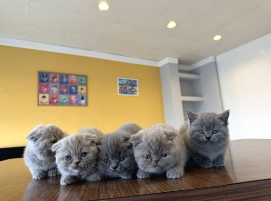 Top Kafa Scottish Fold Yavrulari Fenomen Pet Shop Ankara görsel
