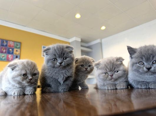 Top Kafa Scottish Fold Yavrulari Fenomen Pet Shop Ankara görsel
