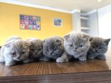Top Kafa Scottish Fold Yavrulari Fenomen Pet Shop Ankara