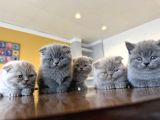 Top Kafa Scottish Fold Yavrulari Fenomen Pet Shop Ankara