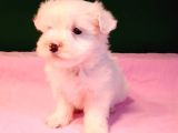 KAR TOPU MALTİPOO YAVRULAR