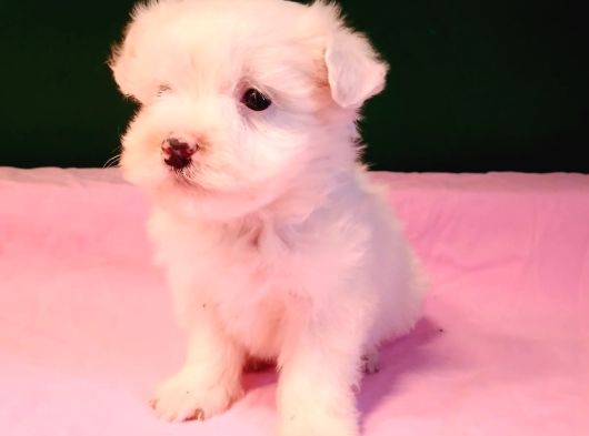 Kar Topu Malti̇poo Yavrular