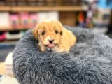 Orj Babyface Maltipoo Bebeklerimiz