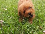 Gerçek Orji̇nal Toy Poodle Yavrular
