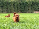 Ruhsatli̇ Çi̇fli̇kten Eşsi̇z Bi̇r Deneyi̇m Poodle Yavrulari