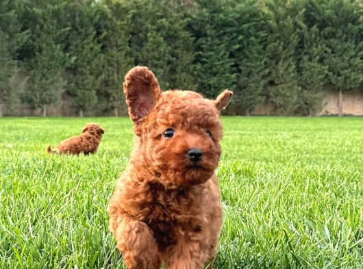 Ruhsatli̇ Çi̇fli̇kten Eşsi̇z Bi̇r Deneyi̇m Poodle Yavrulari görsel