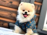 Oyuncu Yarışma Şampiyonu Pomenerian Boo Yavrularımız