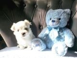 Mini Boy Kore Maltese Bebekler