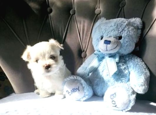 Mini Boy Kore Maltese Bebekler görsel