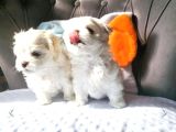 Mini Boy Kore Maltese Bebekler