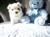 Mini Boy Kore Maltese Bebekler