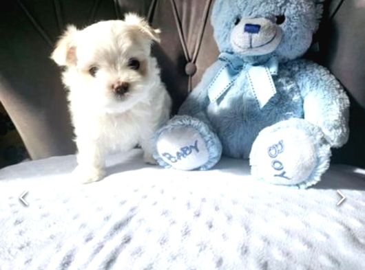Mini Boy Kore Maltese Bebekler görsel