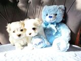 Mini boy kore maltese bebekler