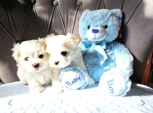 Mini Boy Kore Maltese Bebekler