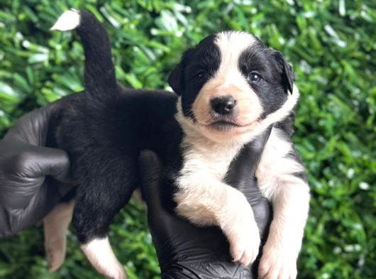 Safkan Border Collie Yavrularımız görsel