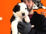 Safkan Border Collie Yavrularımız