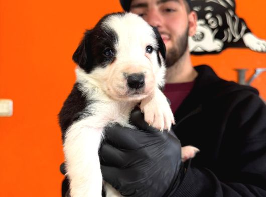 Safkan Border Collie Yavrularımız görsel