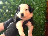Safkan border collie yavrularımız