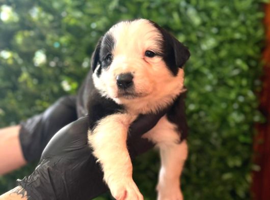 Safkan Border Collie Yavrularımız