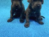 BLUE İRİ YAPILI CANE CORSO YAVRULAR