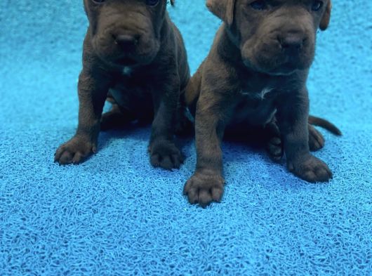 Blue İri̇ Yapili Cane Corso Yavrular