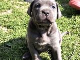 CANE CORSO YAVRULAR BLUE