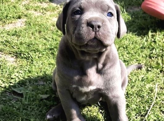 Cane Corso Yavrular Blue