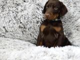 KİNG KIZIL DOBERMAN YAVRULAR