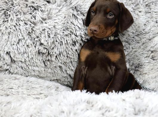 Ki̇ng Kizil Doberman Yavrular