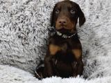 Ki̇ng Kizil Doberman Yavrular