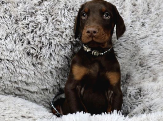 Ki̇ng Kizil Doberman Yavrular görsel