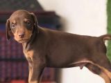 KIZIL DOBERMAN BEBEKLER