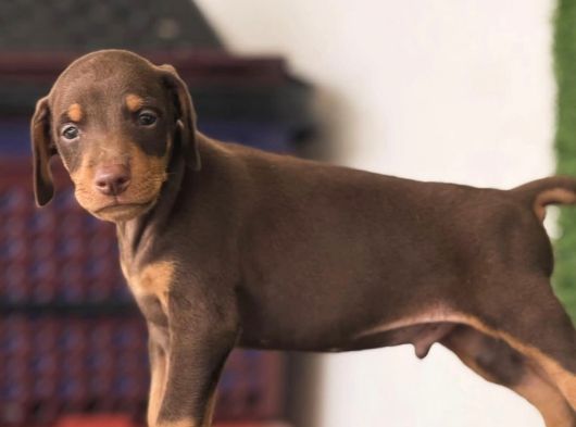 Kizil Doberman Bebekler