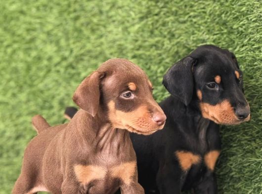Kizil Doberman Bebekler görsel