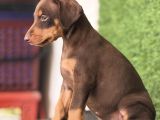 Kizil Doberman Bebekler