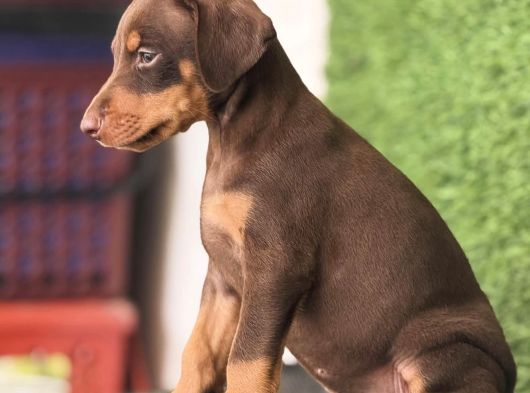 Kizil Doberman Bebekler görsel